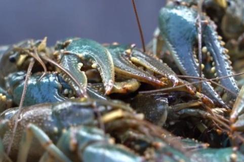 它在德國(guó) 泛濫 ,比小龍蝦還難弄,吃貨見(jiàn)后不淡定 來(lái)中國(guó)試試